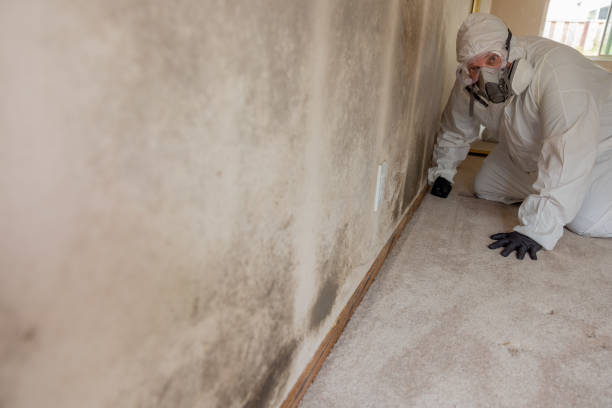 Professional Mold Removal in Westfield, MA